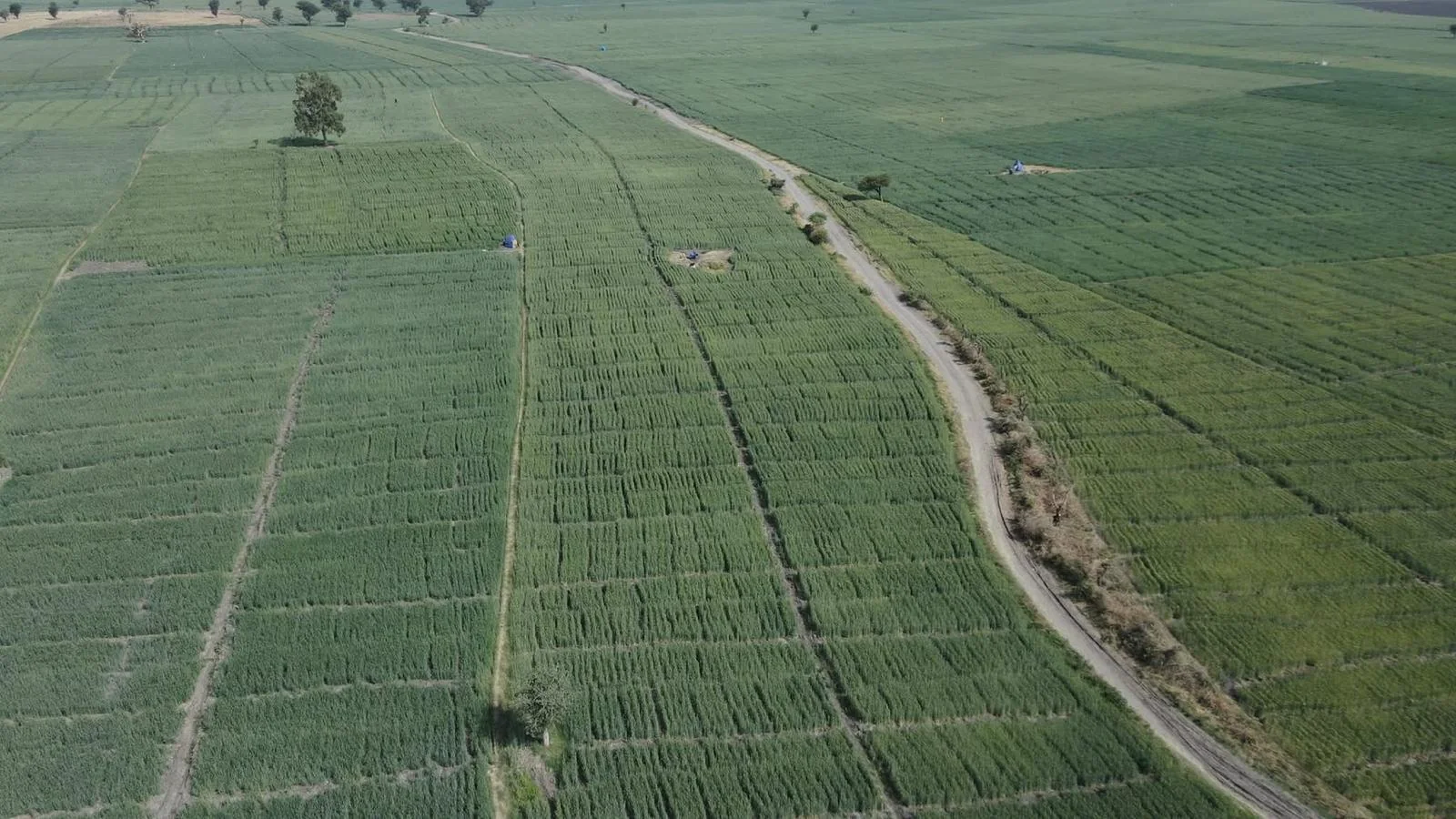 Agricultural commodity fields and global sourcing visual