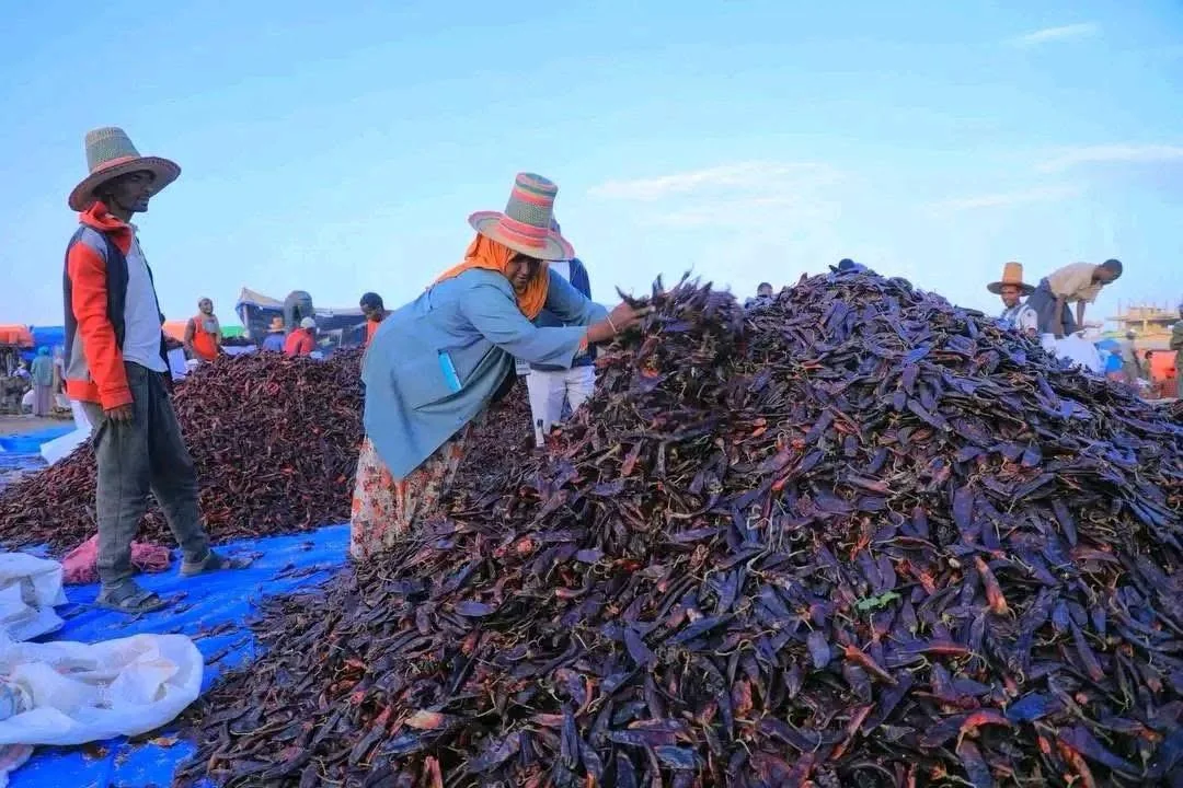 Producer and sourcing network