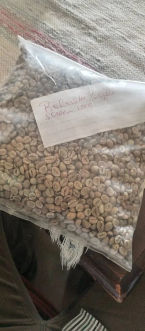 Green coffee beans sample