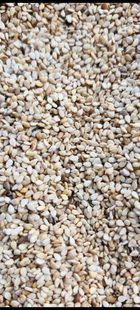 Sesame seeds close-up