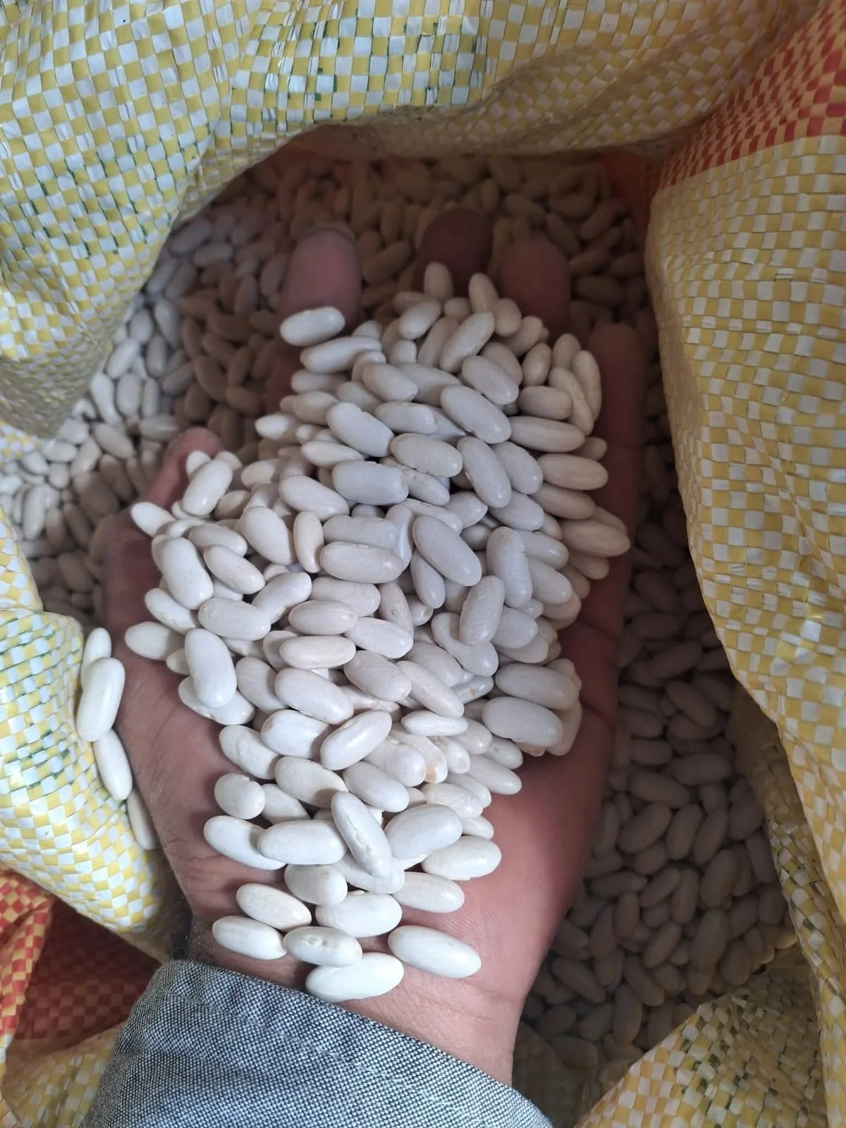 White beans and pulses sample